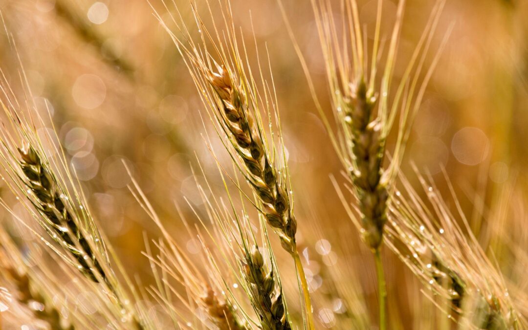 First Damages Awarded for Plant Breeders’ Rights in Canada