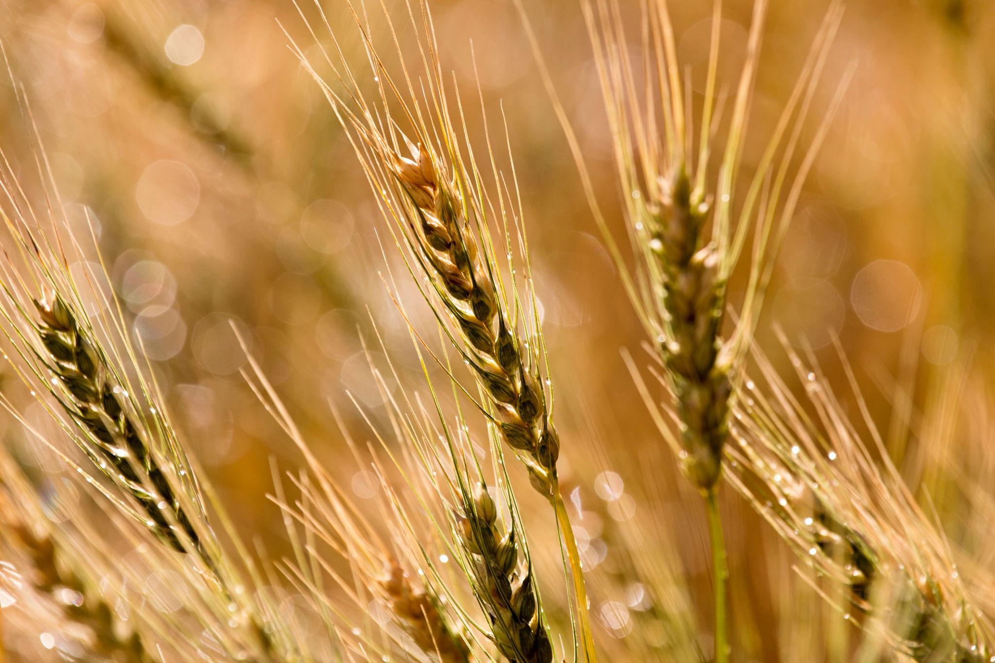 first-damages-awarded-for-plant-breeders-rights-in-canada